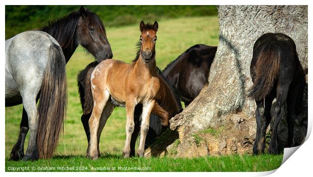 Bay roan colt foal in herd  Print by Graham Mitchell
