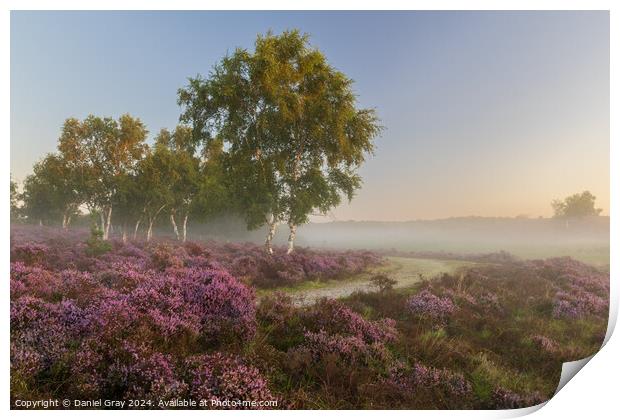 Heather in the Mist Print by Daniel Gray