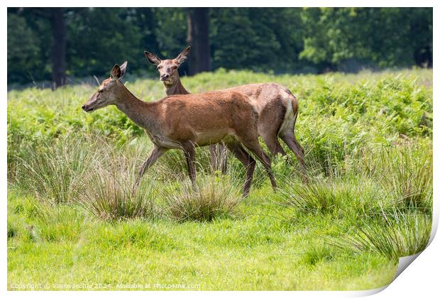 A deer standing on a lush green field Print by Man And Life