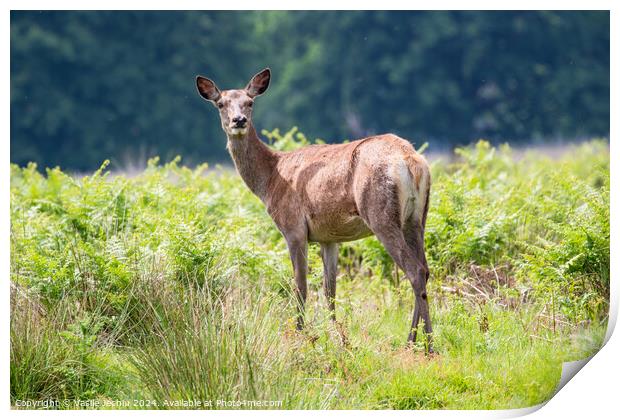 A deer standing on a lush green field Print by Man And Life