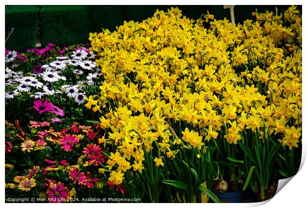 Vibrant garden scene with a lush display of yellow daffodils in the foreground, complemented by pink and white daisies, set against a green backdrop in York, North Yorkshire, England. Print by Man And Life