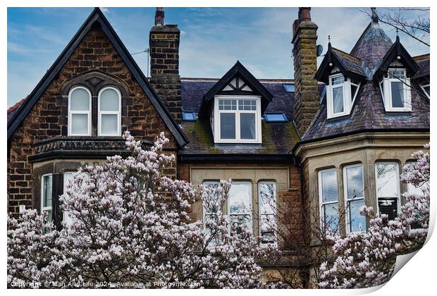 Traditional brick house with gabled roofs and dormer windows, framed by blossoming cherry trees under a clear blue sky in Harrogate, North Yorkshire. Print by Man And Life