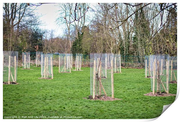 Young trees protected by wooden stakes and wire mesh in a green public park, showcasing urban reforestation and environmental conservation efforts in Harrogate, North Yorkshire. Print by Man And Life