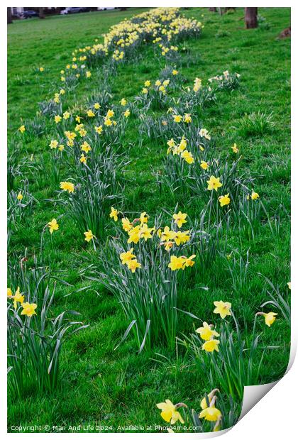Vibrant yellow daffodils blooming along a winding path in a lush green park, signaling the arrival of spring. Print by Man And Life