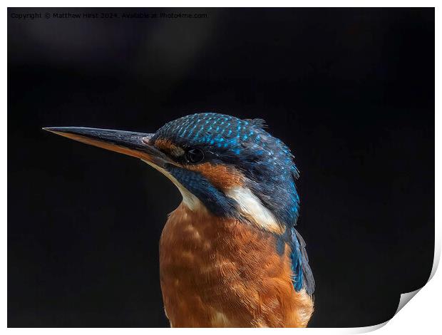 Kingfisher (closeup) Print by Matthew Hirst