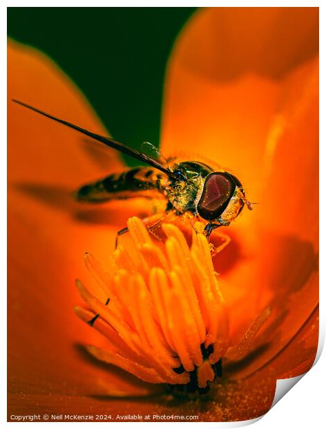 Hoverfly collecting nectar Print by Neil McKenzie