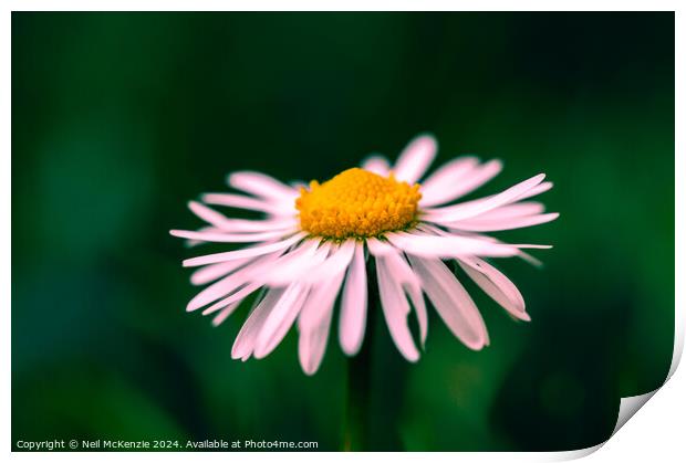 Oxeye daisy  Print by Neil McKenzie