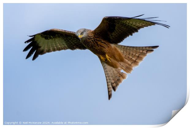 Red Kite flying wild  Print by Neil McKenzie