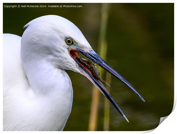 A Little Egret with a stickleback fish  Print by Neil McKenzie