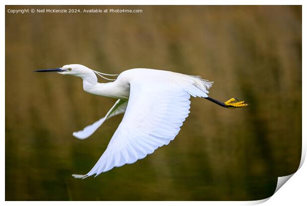 An Egret in flight Print by Neil McKenzie