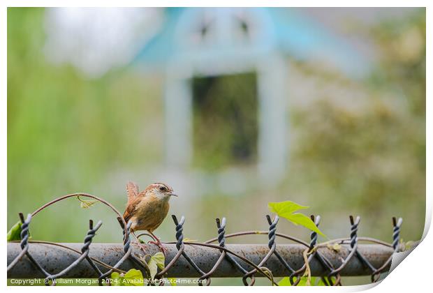 Profile of a Carolina Wren on a Fence Print by William Morgan