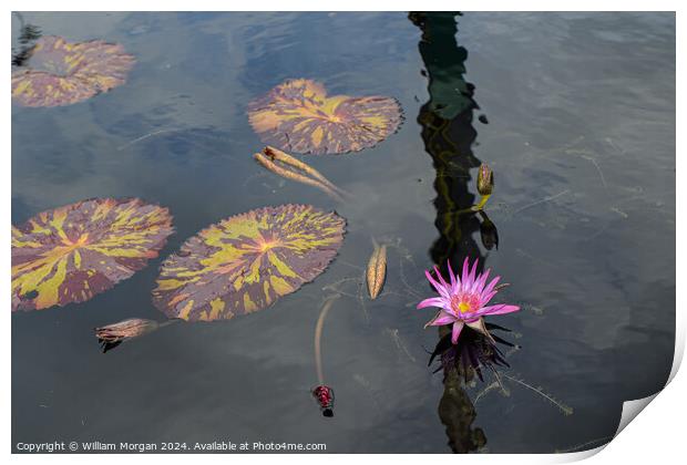 Pink Water Lily and Lily Pads in a Pond Print by William Morgan