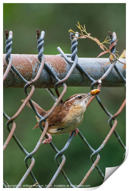 Carolina Wren on a Fence with Food Print by William Morgan
