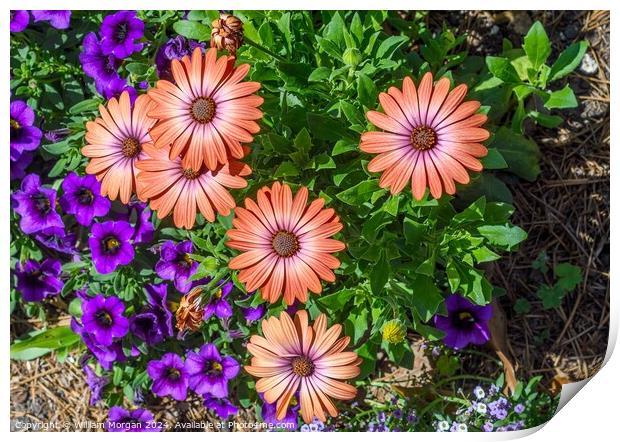 African Daisies Light Up a Flower Bed Print by William Morgan