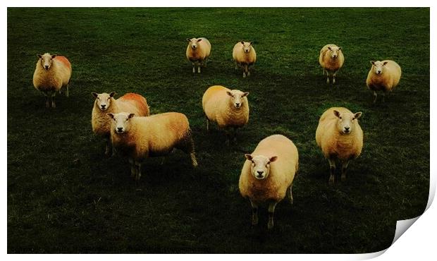 Sheep in a field Print by ANDY MORROW