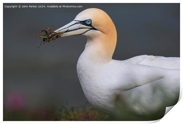 Northern Gannet Print by John Parker