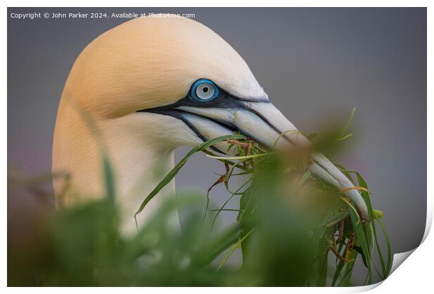 Northern Gannet Print by John Parker