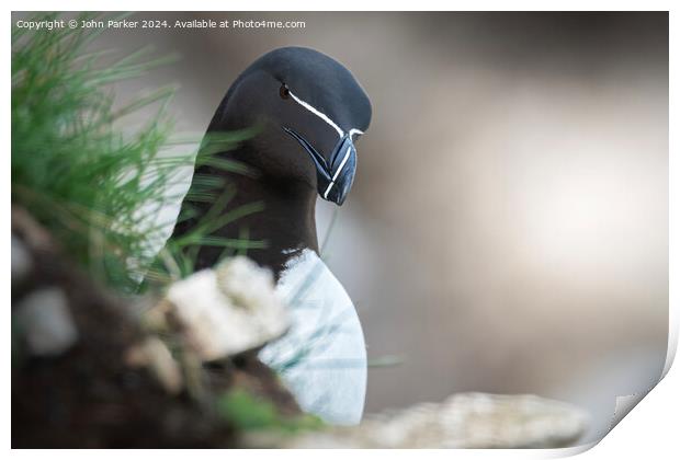 Bempton Cliffs portrait of a Razorbill Print by John Parker