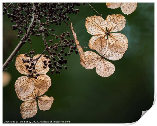 Golden hydrangea petals Print by Paul Edney