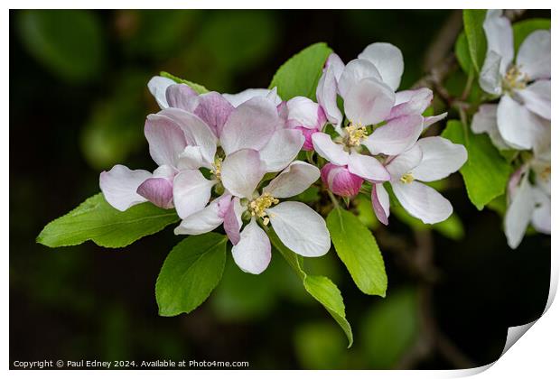 Apple blossoms  Print by Paul Edney