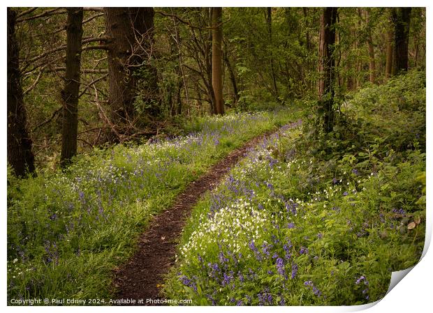Curving woodland path flanked by bluebells and white anemones. Print by Paul Edney
