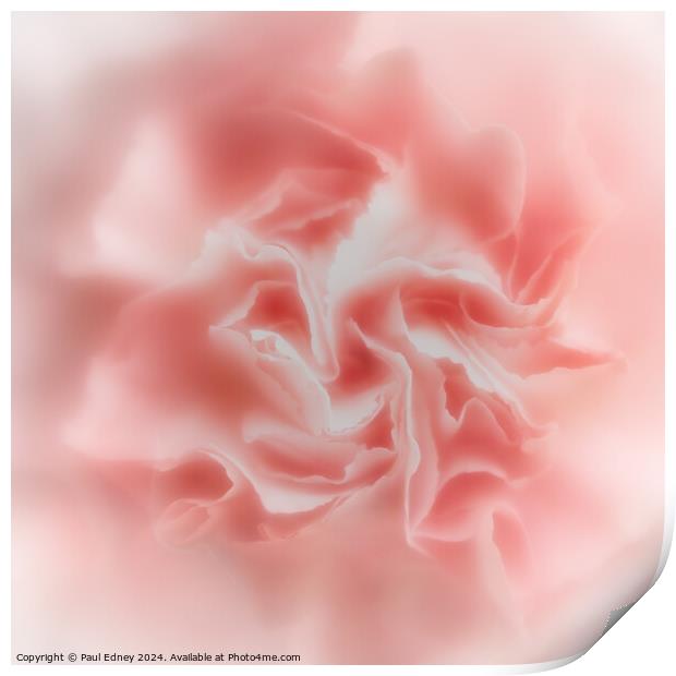 Abstract soft focus pink carnation  Print by Paul Edney