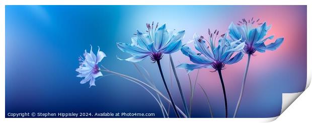 A group of Pale blue Monarda flowers. Print by Stephen Hippisley