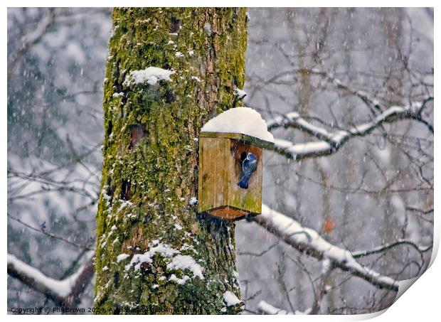 Blue tit on nesting box in the snow Print by Phil Brown