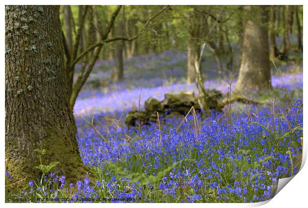 Bluebells in the Lake District Print by Phil Brown