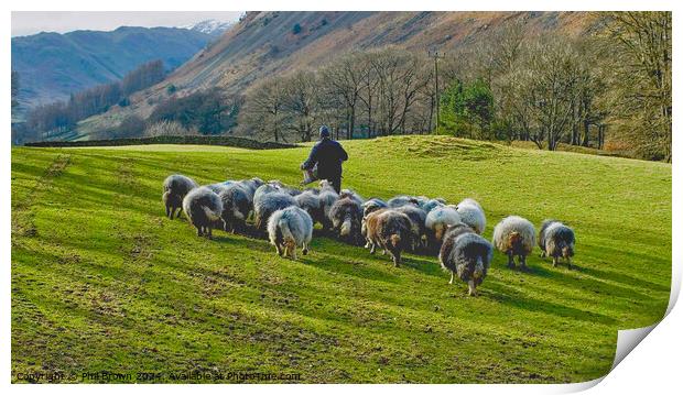 Herdwicks getting extra food from the farmer, Lake District. Print by Phil Brown