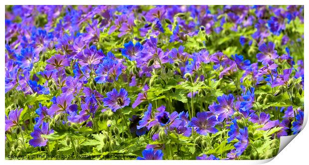 Geraniums with bee Print by Phil Brown
