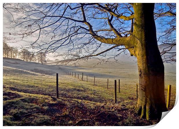 A light frost on sheep pasture in the Lake District, Cumbria. Print by Phil Brown