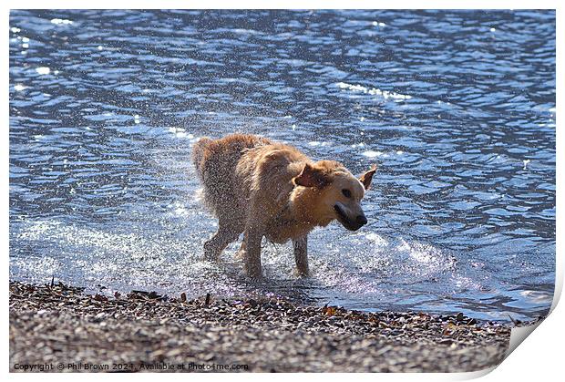 A golden retriever shakes off excess water Print by Phil Brown