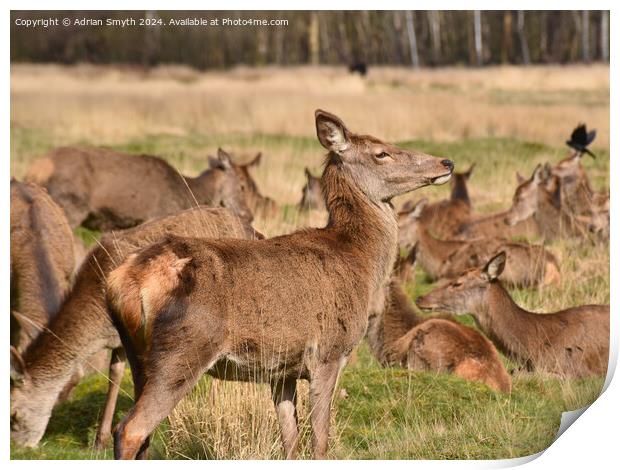 red deer in the park Print by Adrian Smyth