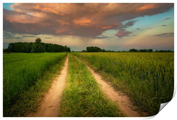 Dirt road through green fields and clouds during sunset Print by Dariusz Banaszuk