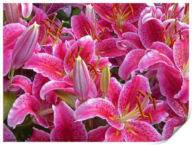 A Crowd of Lilies Print by Paul J. Collins