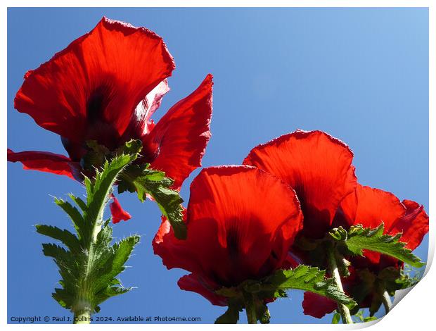 Oriental Poppies Print by Paul J. Collins