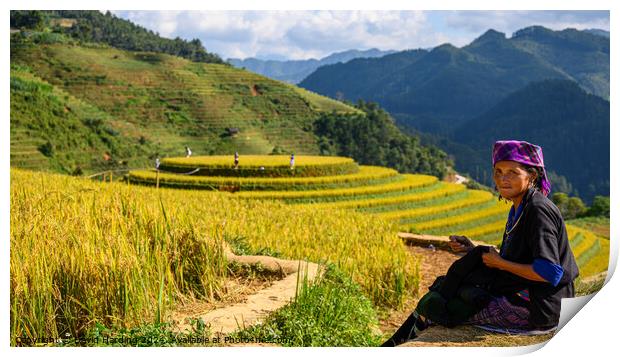 Rice Terraces in NW Vietnam Print by David Harding
