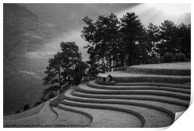 Curving Rice Terraces in Black and White Print by David Harding