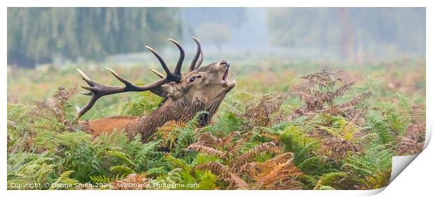 Red Deer Stag Print by Donna Smith