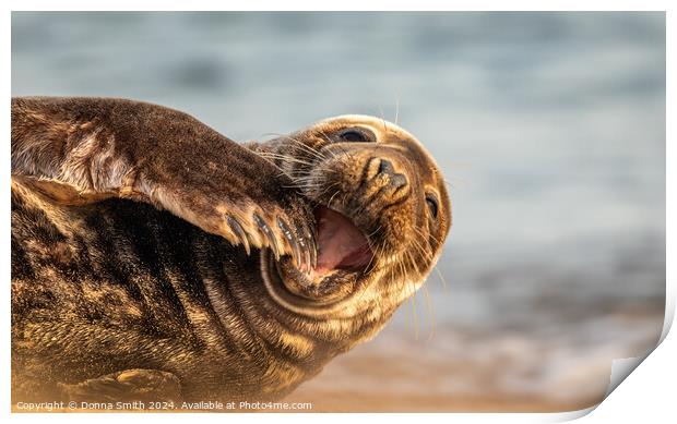 Grey Seal in Norfolk Print by Donna Smith