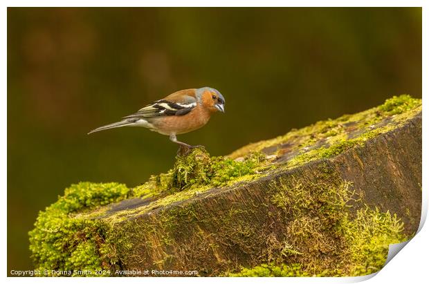 Male Chaffinch Print by Donna Smith