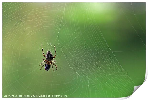 Spider and fly green backround copy space Print by Pete Klinger