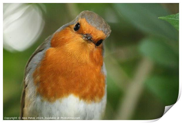 Robin at Puzzlewood - Forest of Dean Print by Jess Pates