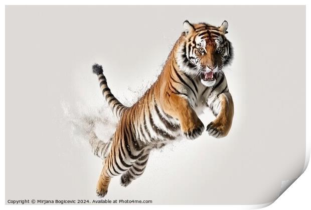 Tiger in jump on white background Print by Mirjana Bogicevic