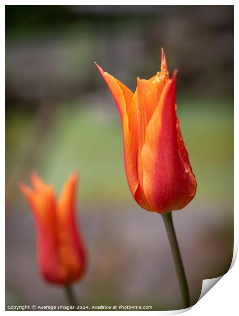 Two orange tulips Print by Average Images