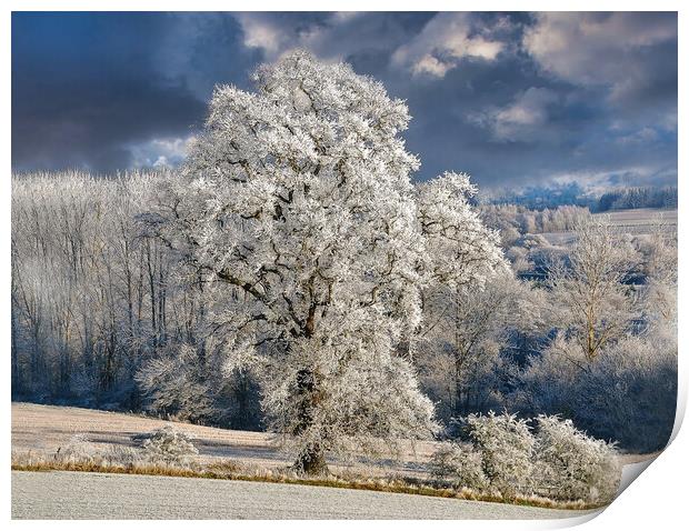 Hoar Frost, Scottish Highlands Print by Karl Oparka