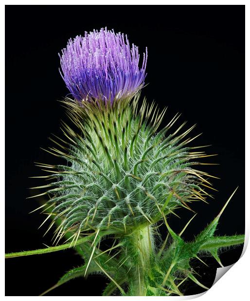 Scottish Thistle Print by Karl Oparka