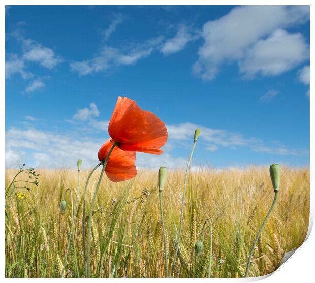 Wild poppies among barley Print by Karl Oparka