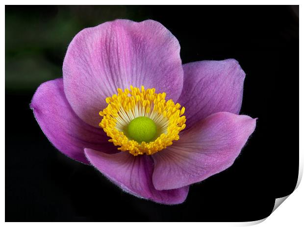 Pink Anemone Print by Karl Oparka